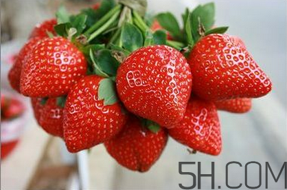 奶油草莓和巧克力草莓哪個(gè)更好吃？奶油草莓的區(qū)分