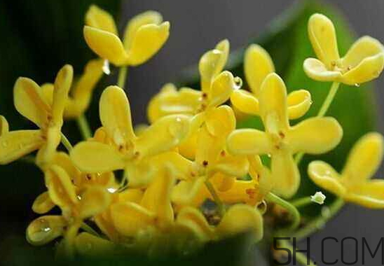 桂花可以放冰箱嗎？新鮮桂花可以放冰箱嗎？