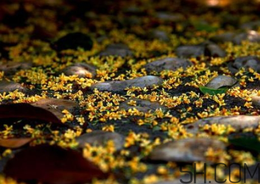 桂花可以放冰箱嗎？新鮮桂花可以放冰箱嗎？