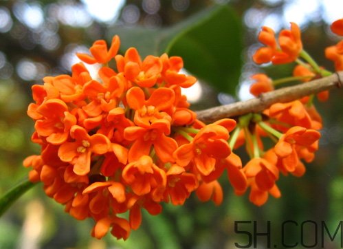 丹桂和金桂哪個(gè)好 丹桂和金桂的區(qū)別圖片 丹桂和金桂哪個(gè)好 丹桂和金桂的區(qū)別圖片