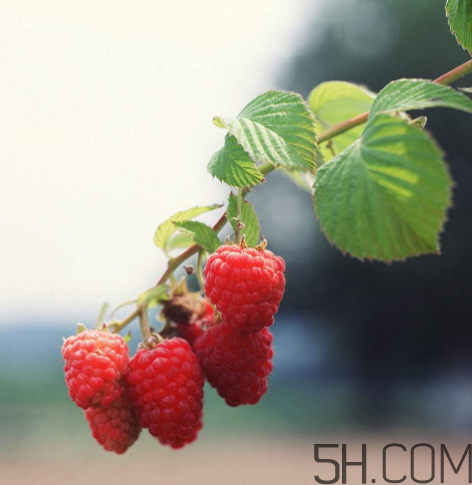 覆盆子有什么作用？覆盆子的營養(yǎng)價(jià)值