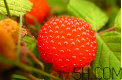 覆盆子有毒嗎？孕婦喝覆盆子茶的注意事項