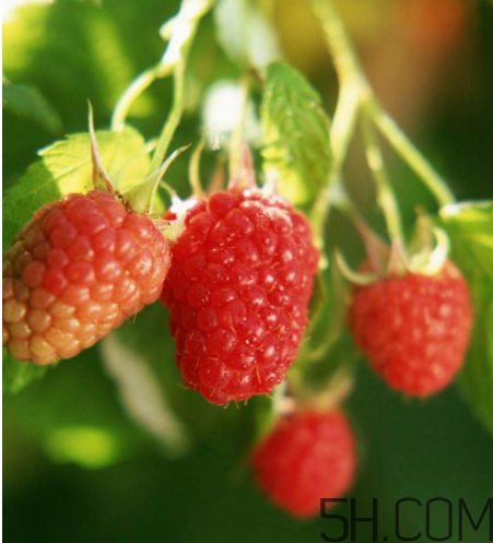 覆盆子有毒嗎？孕婦喝覆盆子茶的注意事項