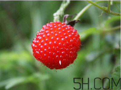 覆盆子的作用有哪些？覆盆子和桑葚哪個好吃？