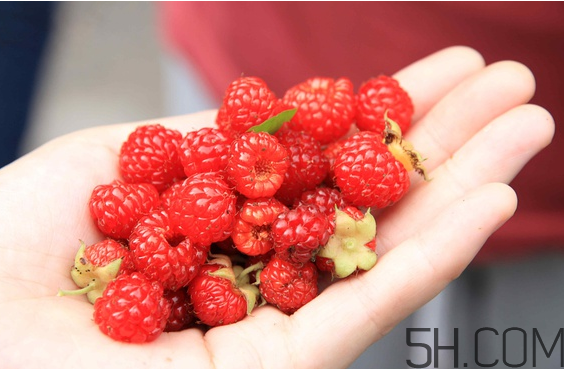 樹莓可以冷凍幾天？野草莓是樹莓嗎？