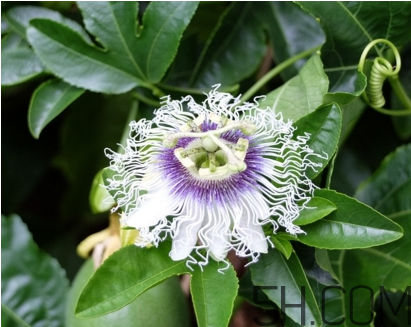 什么時候種植百香果最適宜？百香果軟的好還是硬的好？