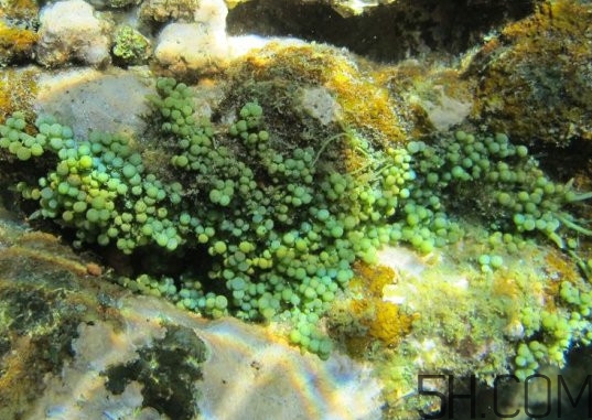 海葡萄多少錢一斤？海葡萄是什么味道