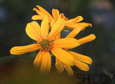 鬼子姜什么時(shí)候成熟？為什么叫鬼子姜