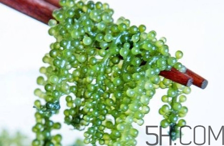 海葡萄好吃嗎？海葡萄怎么吃