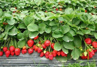 草莓是幾月份的水果？吃草莓可以美白嗎？