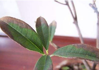 桂花樹(shù)可以插活嗎 桂花樹(shù)可以插枝栽培嗎