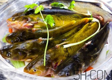 黃骨魚是發(fā)物嗎？黃骨魚是什么魚？