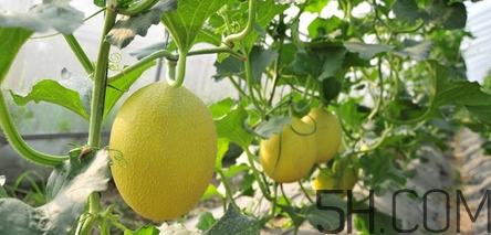 哈密瓜怎么挑選好吃？切開的哈密瓜怎么保存？