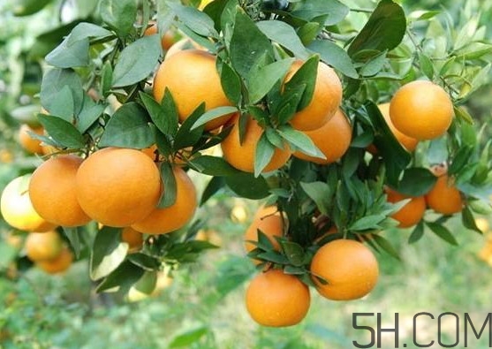 褚橙是冰糖橙嗎？冰糖橙和褚橙有什么區(qū)別