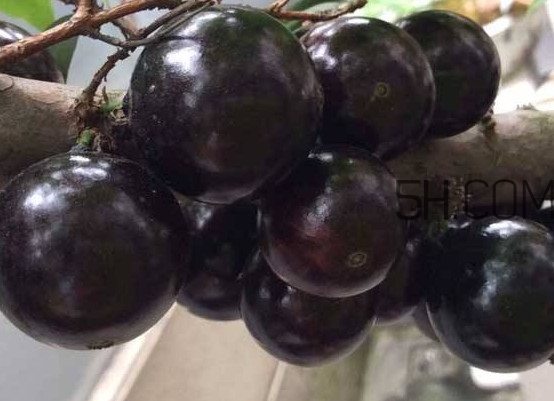 嘉寶果幾年結(jié)果？嘉寶果好吃嗎