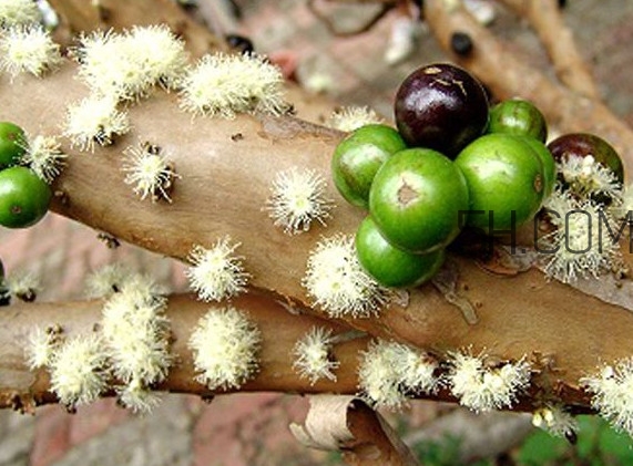 嘉寶果怎么吃？嘉寶果什么時(shí)候種植
