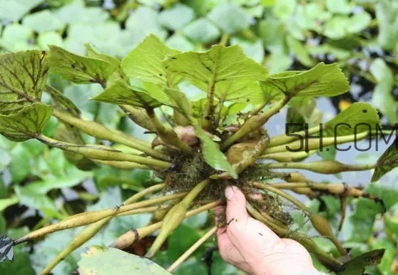 菱角好吃嗎？菱角長在什么地方