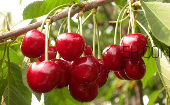 櫻桃是涼性還是熱性？櫻桃不能和什么一起吃？