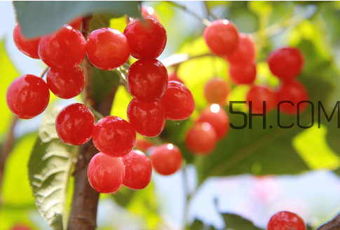 櫻桃是涼性還是熱性？櫻桃不能和什么一起吃？