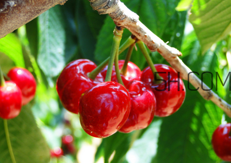 櫻桃可以天天吃嗎？櫻桃的營養(yǎng)價(jià)值