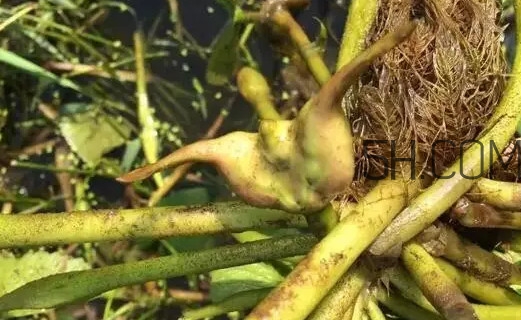 菱角好吃嗎？菱角長在什么地方