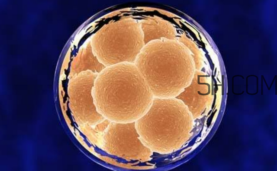 凍胚和鮮胚哪個成功率比較高？凍胚和鮮胚移植的優(yōu)缺點分別是什么？