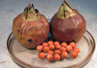 雞頭米什么人不能吃？雞頭米怎么挑選