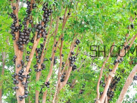 嘉寶果怎么吃？嘉寶果什么時(shí)候種植