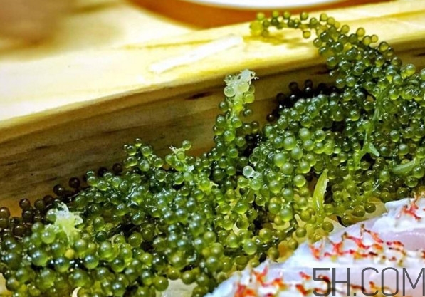 海葡萄有什么功效？海葡萄人工養(yǎng)殖條件