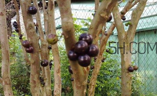 嘉寶果幾年結(jié)果？嘉寶果好吃嗎