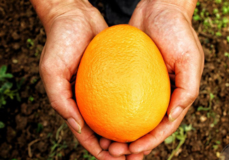 褚橙什么牌子最正宗？褚橙的種植技術(shù)