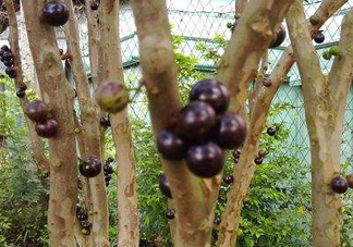 嘉寶果幾年結(jié)果？嘉寶果好吃嗎