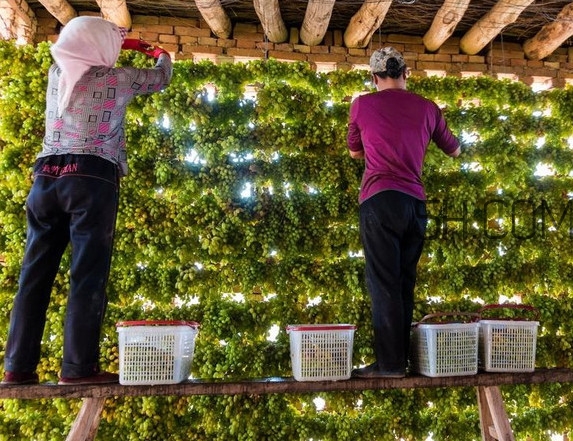 葡萄干怎么做的？葡萄干是酸性還是堿性