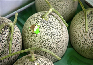 怎么看哈密瓜是否成熟？哈密瓜和牛奶能同時(shí)吃嗎？