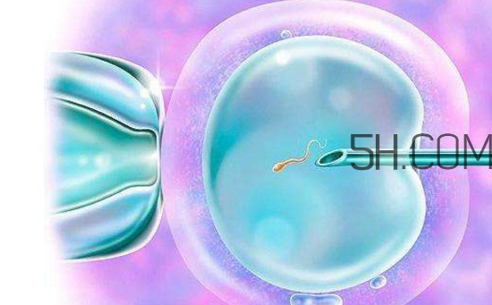 凍胚和鮮胚哪個成功率比較高？凍胚和鮮胚移植的優(yōu)缺點分別是什么？