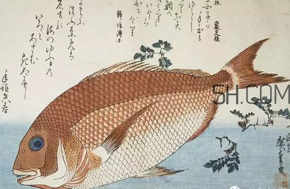 鯛魚是什么魚？鯛魚是什么樣子的