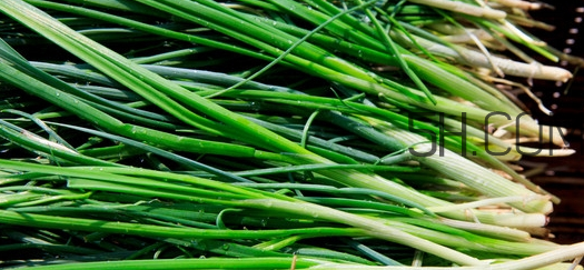 如何挑選新鮮的韭菜？野韭菜與韭菜的區(qū)別