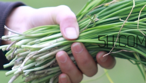 如何挑選新鮮的韭菜？野韭菜與韭菜的區(qū)別