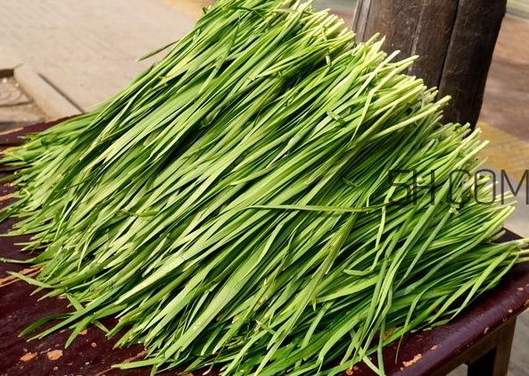 立秋后可以種韭菜嗎？怎樣種韭菜？