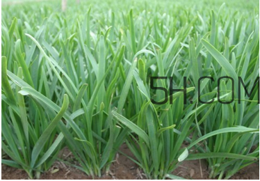 韭菜種植條件有哪些？韭黃和韭菜的區(qū)別