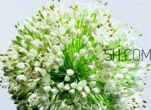 什么人不能吃韭菜花？肝火旺可以吃韭菜嗎？