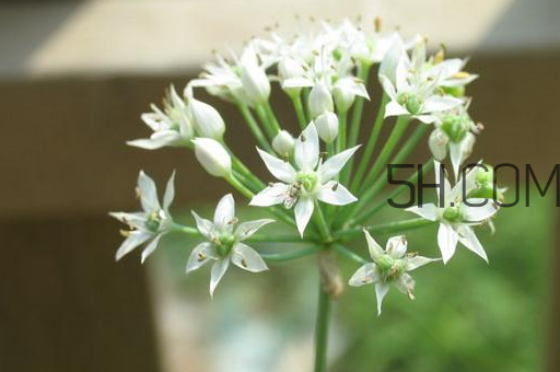 什么人不能吃韭菜花？肝火旺可以吃韭菜嗎？