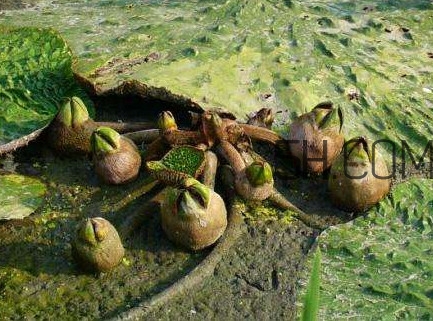 芡實(shí)是蓮子嗎？芡實(shí)是長(zhǎng)在哪里的