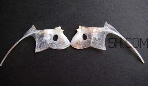 鯛魚是什么魚？鯛魚是什么樣子的