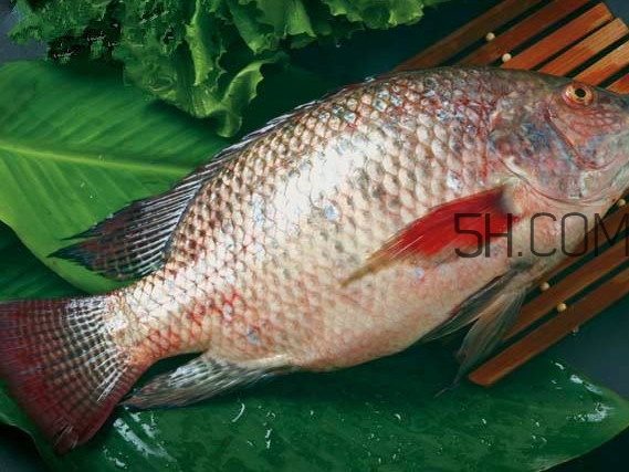 鯛魚刺身有寄生蟲嗎？鯛魚是羅非魚嗎