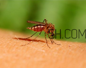 嬰兒肚臍眼鼓出來是怎么回事？蚊蟲叮咬嬰兒應(yīng)該怎么辦？