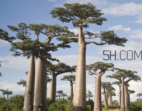 猴面包樹生長(zhǎng)在哪里？猴面包樹名字的由來(lái)