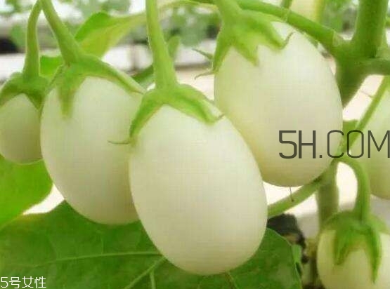 蛋樹果實(shí)可以吃嗎？蛋樹長什么樣