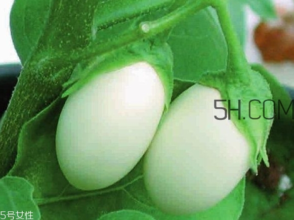 蛋樹可以種植嗎？蛋樹苗哪里可以買到