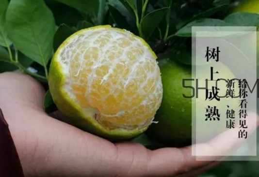 皇帝柑是橘子嗎？皇帝柑怎么保存